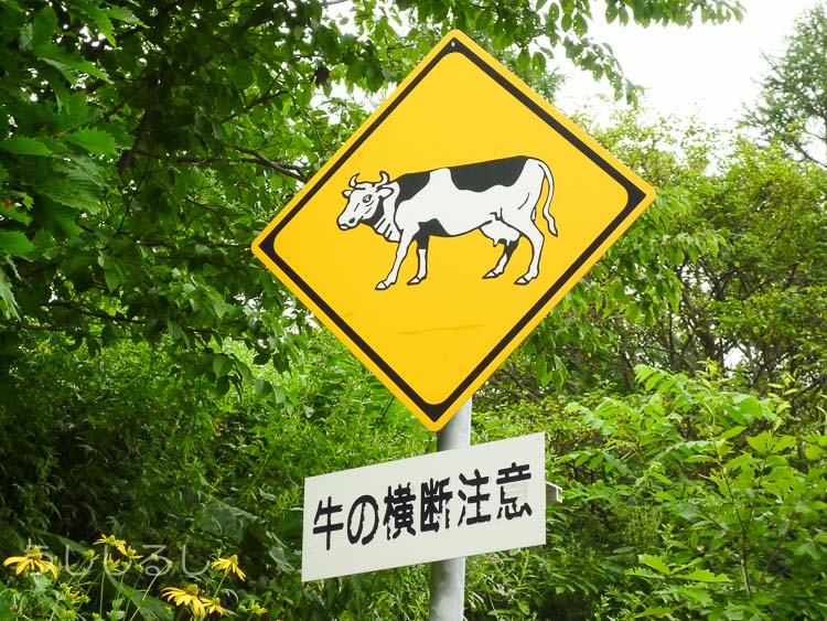 富良野の牛横断注意