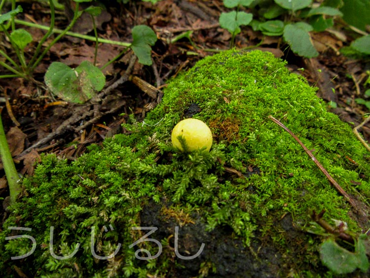 札幌岳の黄色く丸いきのこ